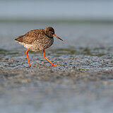 Water birds